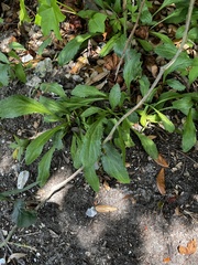 Leucanthemum × superbum