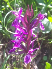 Dactylorhiza lapponica