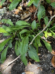 Leucanthemum × superbum