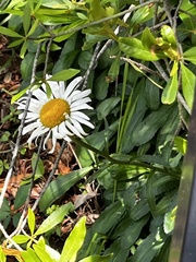 Leucanthemum × superbum