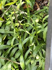 Leucanthemum × superbum