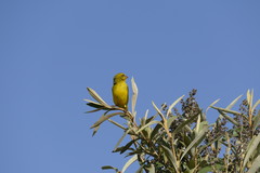 Crithagra sulphurata