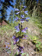 Penstemon wilcoxii
