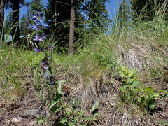 Penstemon wilcoxii