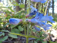 Penstemon wilcoxii