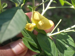 Crotalaria capensis