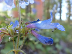 Penstemon wilcoxii