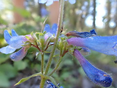 Penstemon wilcoxii