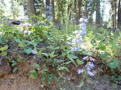 Penstemon wilcoxii