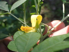 Crotalaria capensis