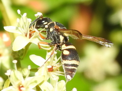 Stenodynerus propinquus