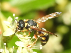 Stenodynerus propinquus