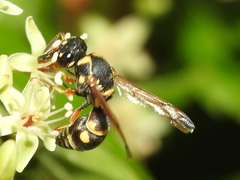 Stenodynerus propinquus