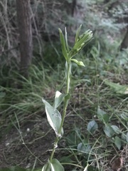 Epipactis bugacensis