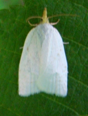 Cenopis pettitana