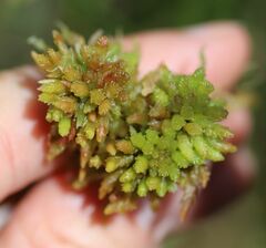 Sphagnum magellanicum