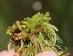 Sphagnum magellanicum