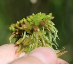 Sphagnum magellanicum