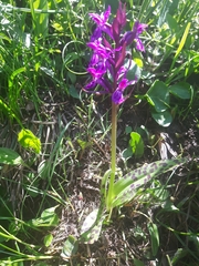 Dactylorhiza lapponica