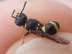 Ancistrocerus gazella
