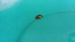 Paraphidippus aurantius