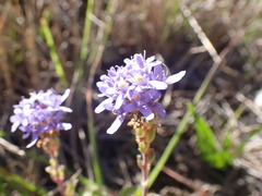 Phyllopodium cuneifolium