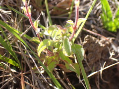 Phyllopodium cuneifolium