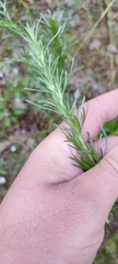 Artemisia sericea
