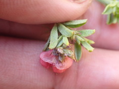 Indigofera glaucescens