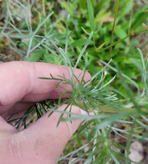 Artemisia sericea