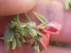Indigofera glaucescens
