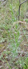 Artemisia sericea