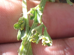 Indigofera glaucescens