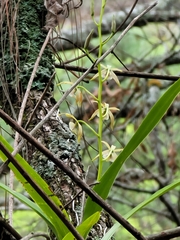 Prosthechea pterocarpa