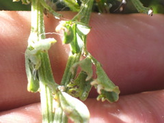 Indigofera glaucescens