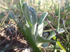 Centella tridentata hermanniifolia