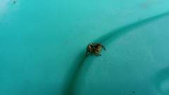 Paraphidippus aurantius