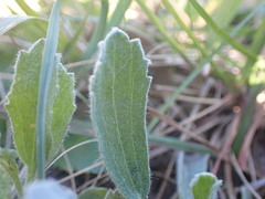 Centella tridentata hermanniifolia