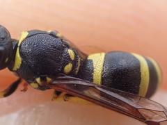 Ancistrocerus gazella