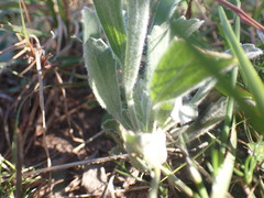 Centella tridentata hermanniifolia
