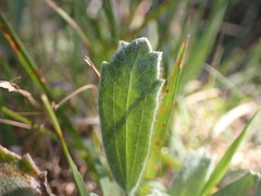Centella tridentata hermanniifolia