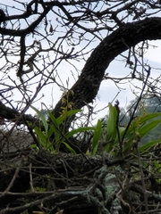 Prosthechea pterocarpa