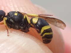 Ancistrocerus gazella