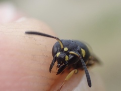 Ancistrocerus gazella