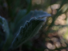 Centella tridentata hermanniifolia