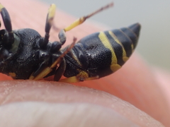 Ancistrocerus gazella