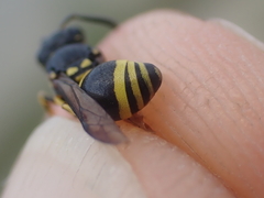 Ancistrocerus gazella