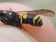 Ancistrocerus gazella