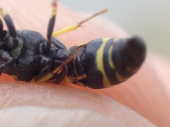 Ancistrocerus gazella