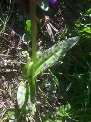 Dactylorhiza lapponica